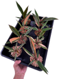 Philodendron caramel marble small – Set of 10 Plants