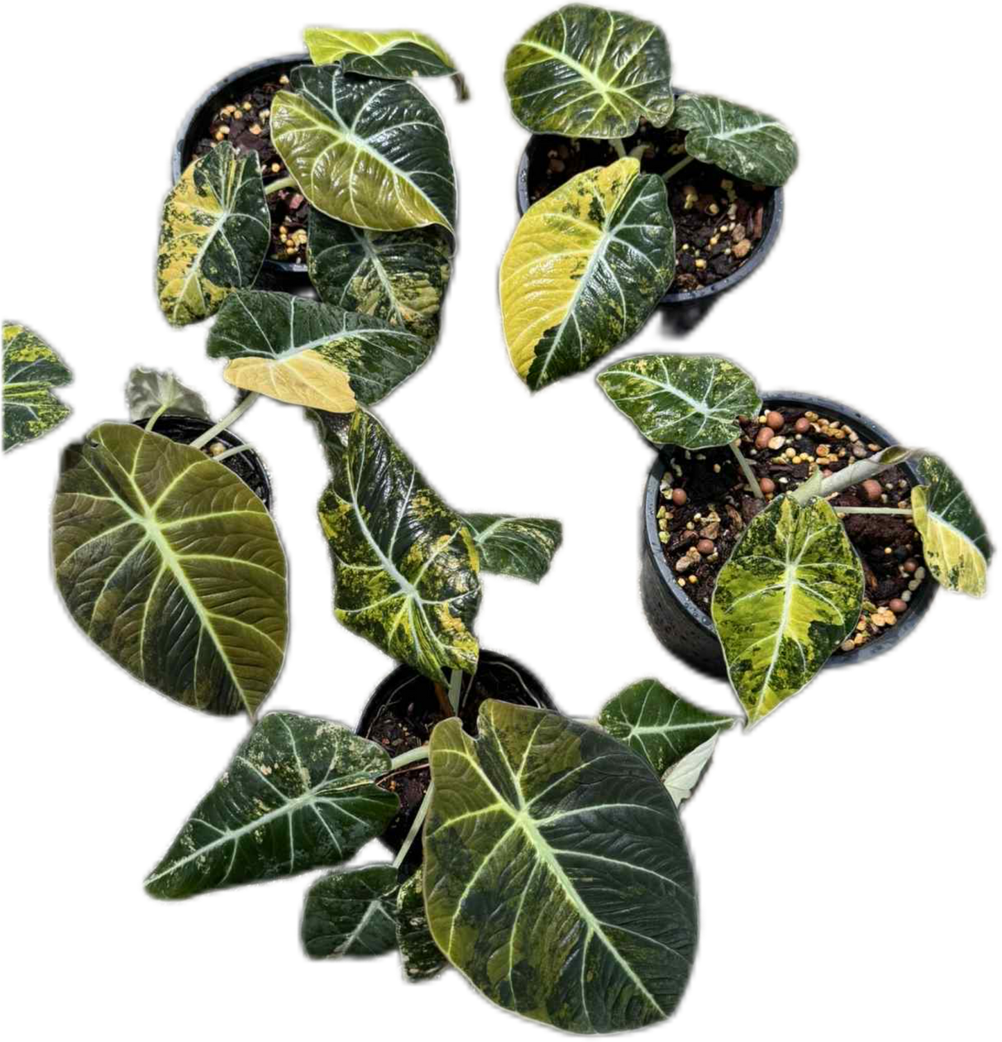 Alocasia black velvet gold Variegated - Set of 5 Plants