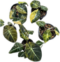 Alocasia black velvet gold Variegated - Set of 5 Plants