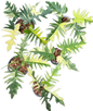 Philodendron Florida x tortum variegated (1 plant)