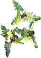 Philodendron Florida x mayoi variegated ( set of 3 plants)