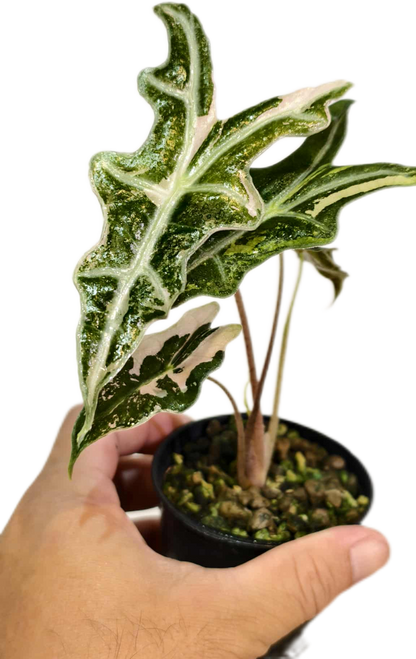 Alocasia nobillis pink variegated (1 plant)