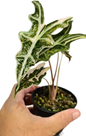 Alocasia nobillis pink variegated (1 plant)