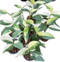 Monstera Acacoyaguensis Variegated - Set of 10 Plants