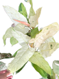 Philodendron Whipple way variegated set 5 pcs
