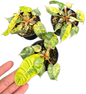 Philodendron billietae variegated small set of 5 plants
