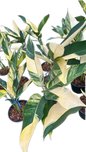 Epipremnum giganteum aurea variegated  - Set of 5 Plants