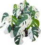 Monstera Borsigiana Albo half moon Variegated(medium ) - Set of 5 Plants