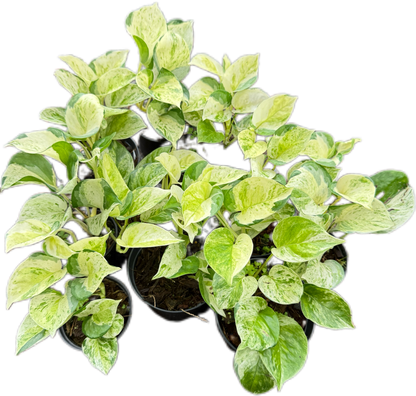 Epipremnum Pothos Global Japan  variegated  - Set of 10 Plants