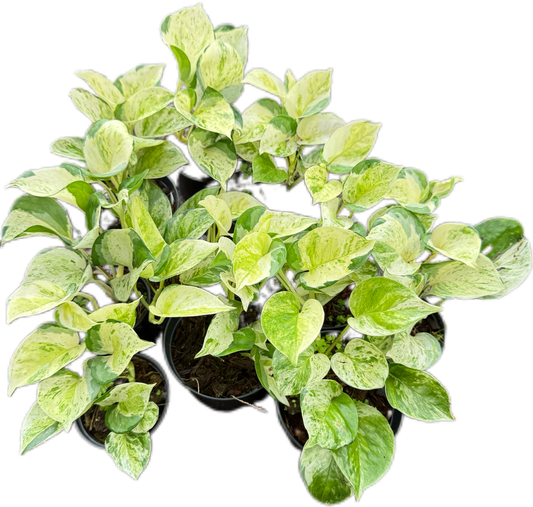 Epipremnum Pothos Global Japan  variegated  - Set of 10 Plants