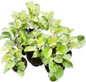 Epipremnum Pothos Global Japan  variegated  - Set of 10 Plants