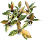 Philodendron caramel marble variegated medium size – Set of 5 Plants