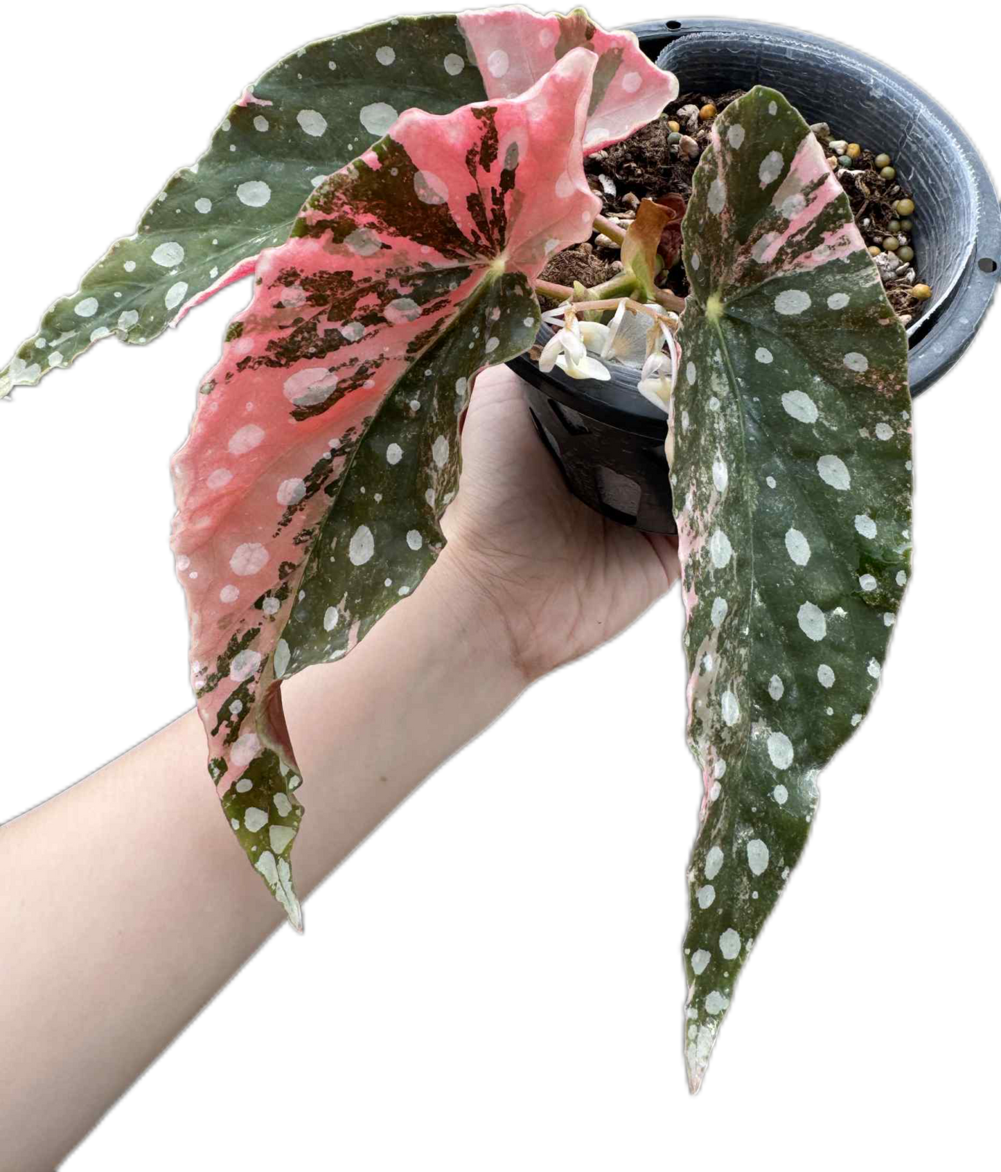 Begonia maculata pink variegated (1 plant)