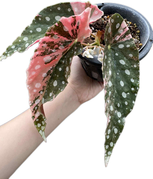 Begonia maculata pink variegated (1 plant)