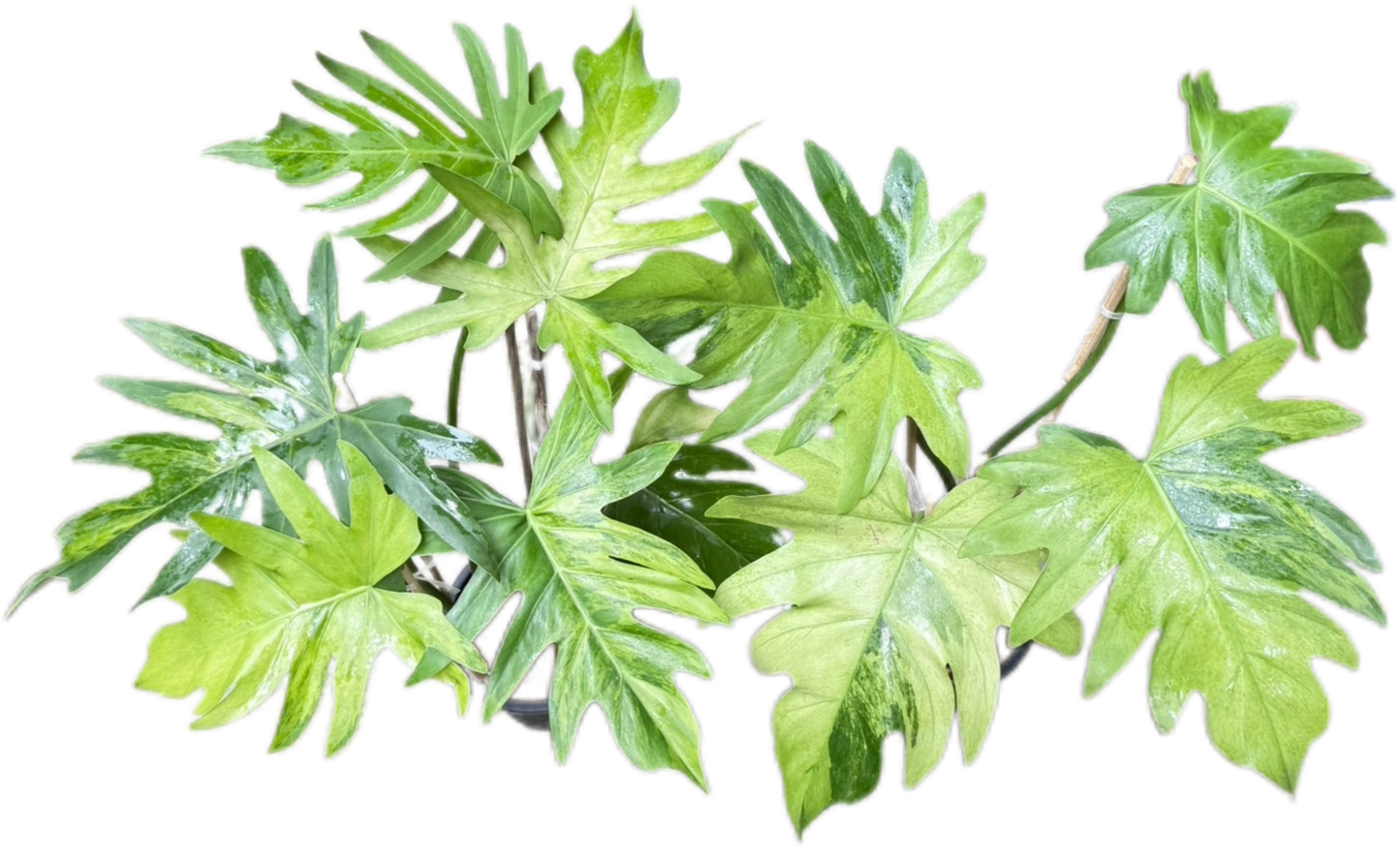 philodendron radiatum variegated-set 5 pcs