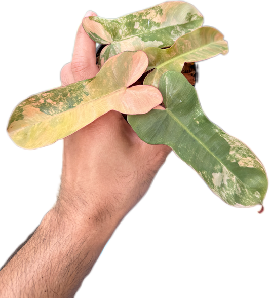 Philodendron Florida x black billitae variegated (1 plant)