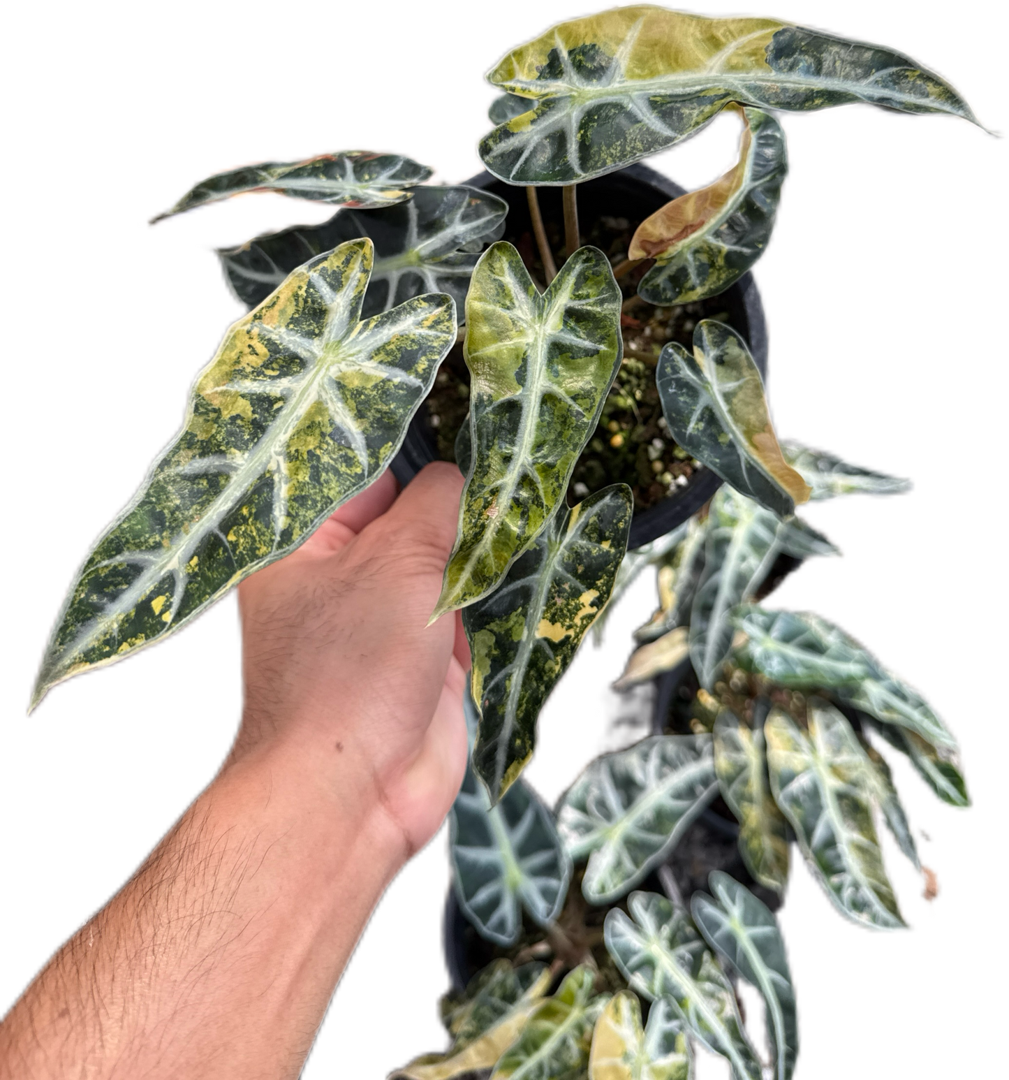 Alocasia Bambino aurea Variegated - Set of 5 Plants
