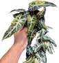 Alocasia Bambino aurea Variegated - Set of 5 Plants