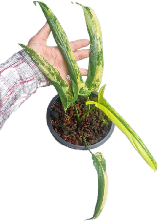 Philodendron holtonianum variegated (1 plant)