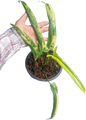 Philodendron holtonianum variegated (1 plant)