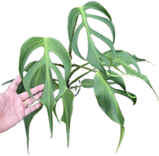 Monstera Burle Flame large (1 Plant)