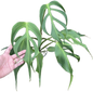Monstera Burle Flame large (1 Plant)
