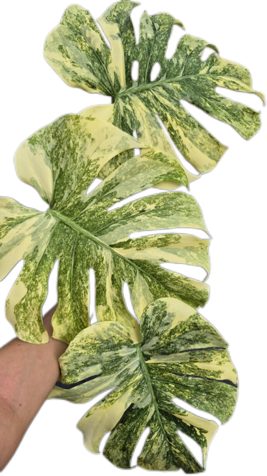 Monstera legacy variegated( 1 plant)