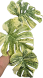 Monstera legacy variegated( 1 plant)