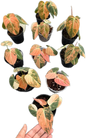Philodendron melanochrysum orange Variegated ( 1 plant)