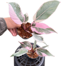 Philodendron pink princess mutation variegated (1 plant)
