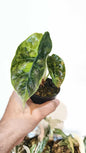 Alocasia Azlanii aurea variegated (1 plant)