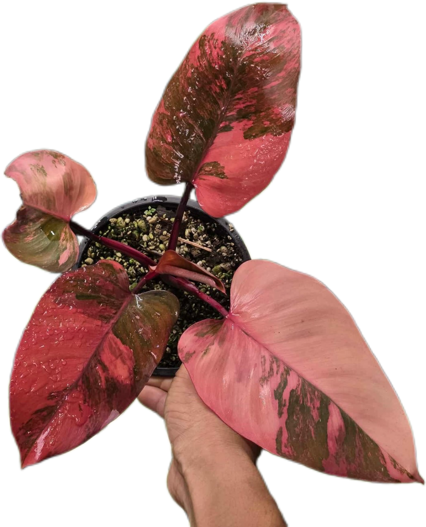 Philodendron pink princess tricolor(1 plant)