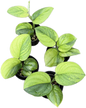 Scindapsus green on green variegated 
 - Set of 5 Plants