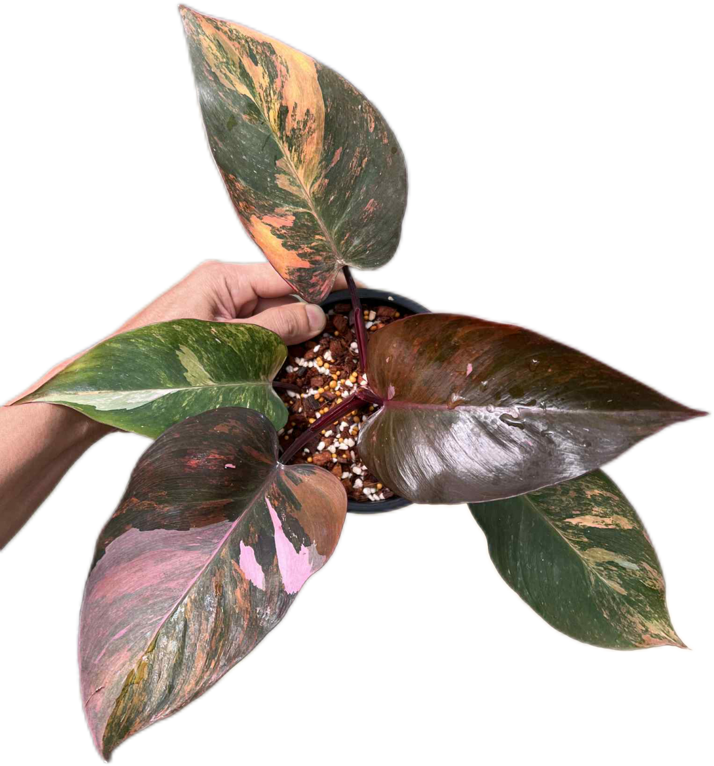 Philodendron pink princess tricolor(1 plant)