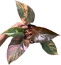 Philodendron pink princess tricolor(1 plant)