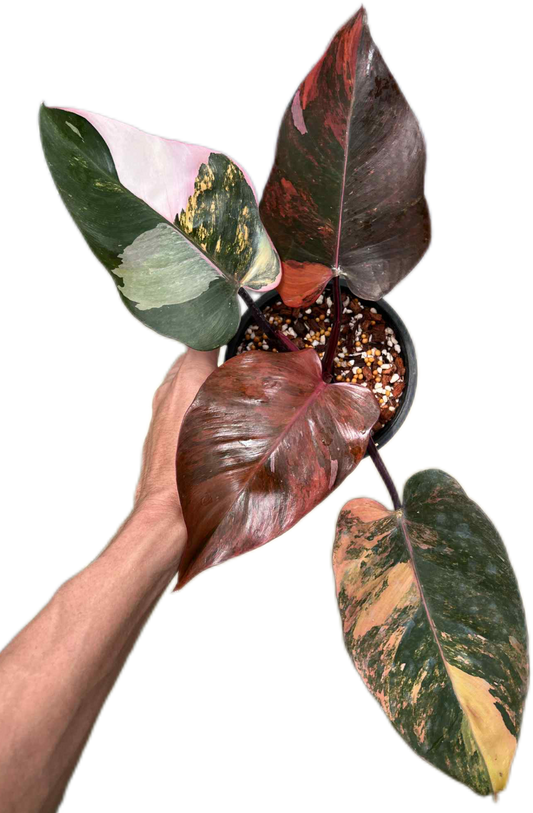 Philodendron pink princess tricolor(1 plant)