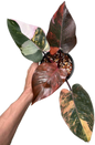 Philodendron pink princess tricolor(1 plant)