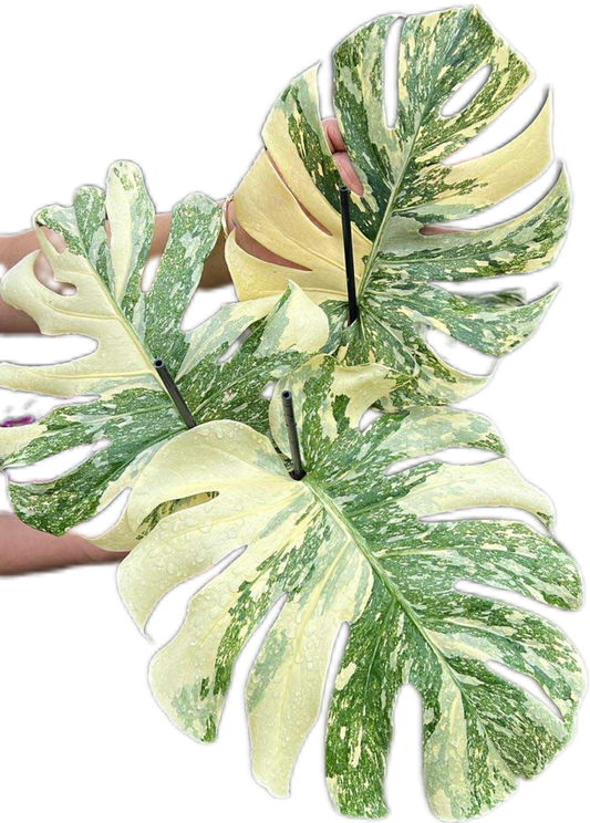 Monstera crème brûlée Variegated (top cut 3 leaves rooted)