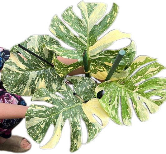 Monstera crème brûlée Variegated (top cut 4 leaves rooted)