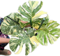 Monstera crème brûlée Variegated (top cut 4 leaves rooted)