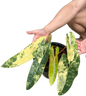 Philodendron billietae variegated(top cut 6 leaves rooted)