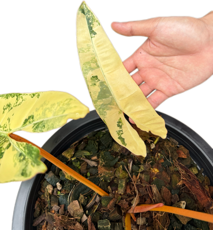 Philodendron billietae variegated(top cut 6 leaves rooted)