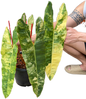 Philodendron billietae variegated(top cut 4 leaves rooted)
