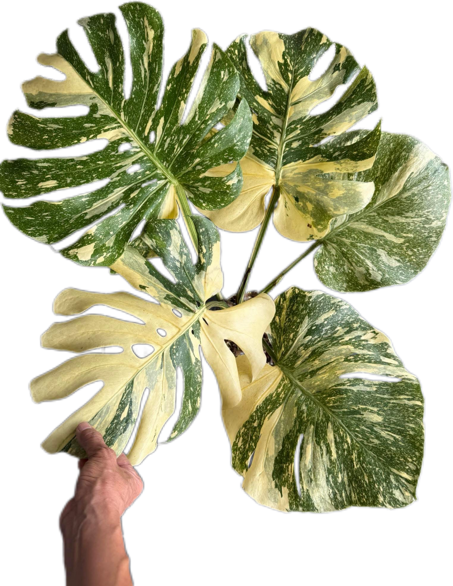 Monstera crème brûlée Variegated (top cut 5 leaves rooted)