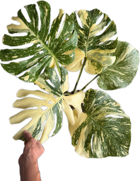 Monstera crème brûlée Variegated (top cut 5 leaves rooted)
