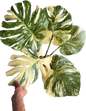 Monstera crème brûlée Variegated (top cut 5 leaves rooted)