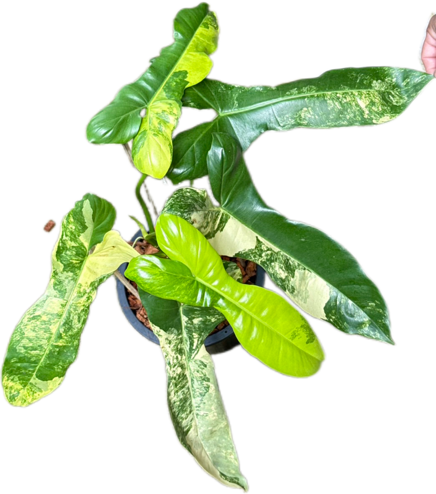 Philodendron Florida Beauty x Paraiso Verde Variegated Set of 3 Plants