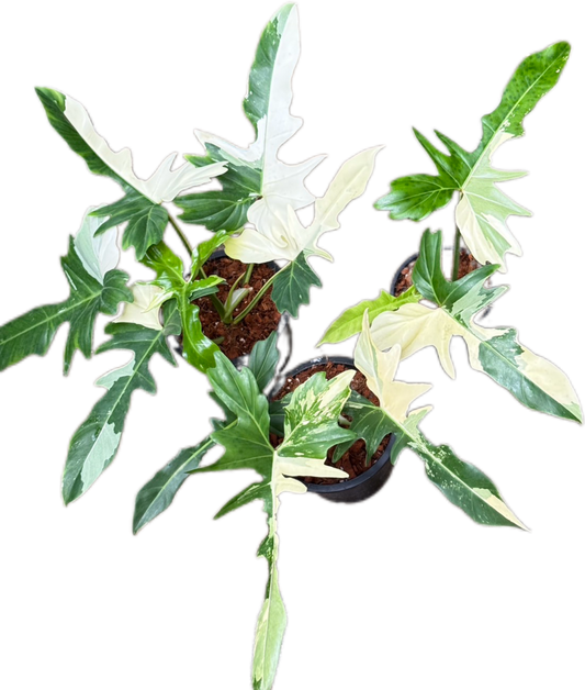 Philodendron golden dragon variegated(set of 3 plants)