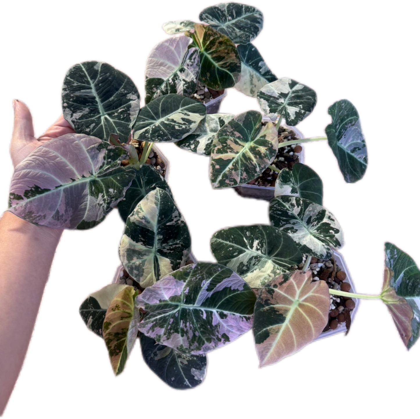Alocasia black velvet pink Variegated - Set of 5 Plants(big size)