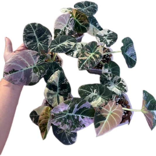 Alocasia black velvet pink Variegated - Set of 5 Plants(big size)